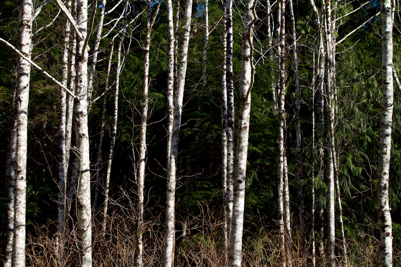 Birches In Front Of Evergreens